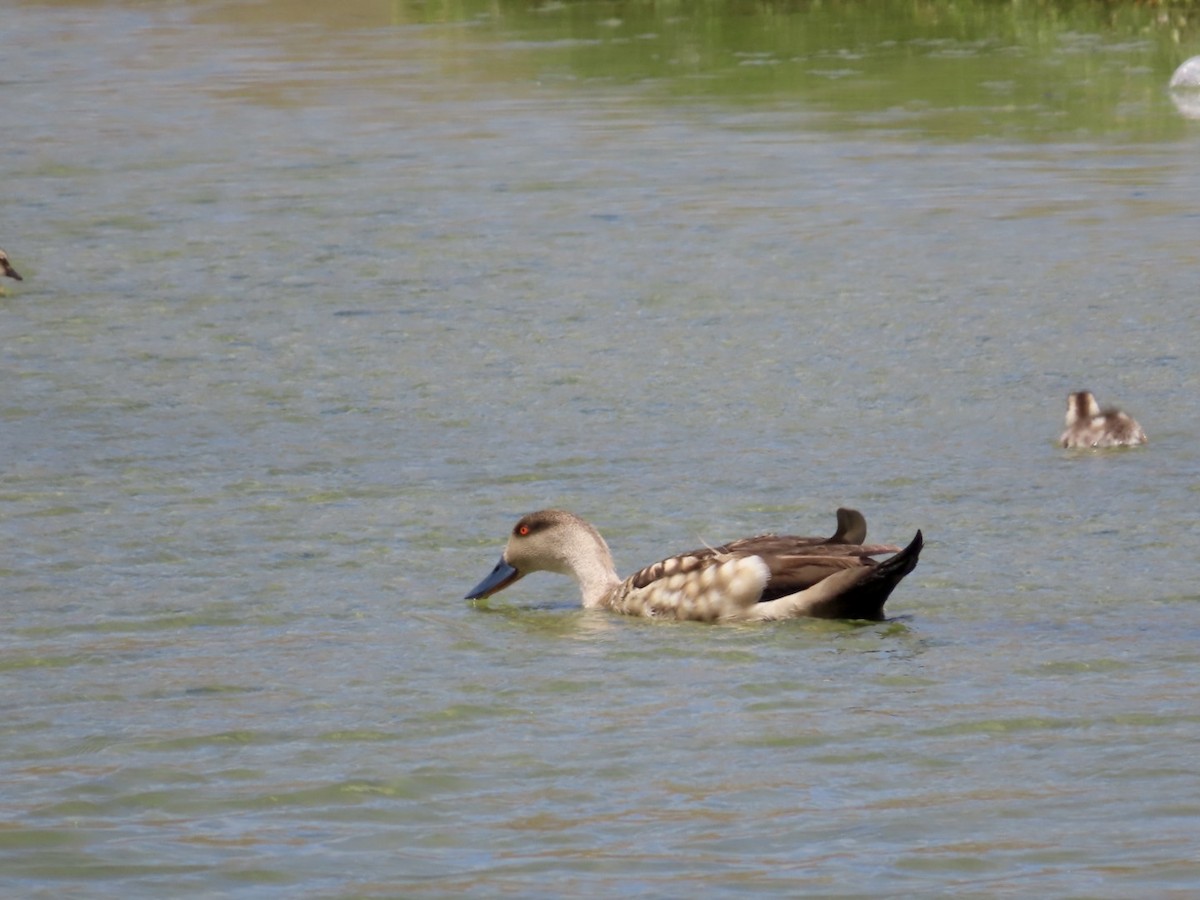 Crested Duck - ML618089615