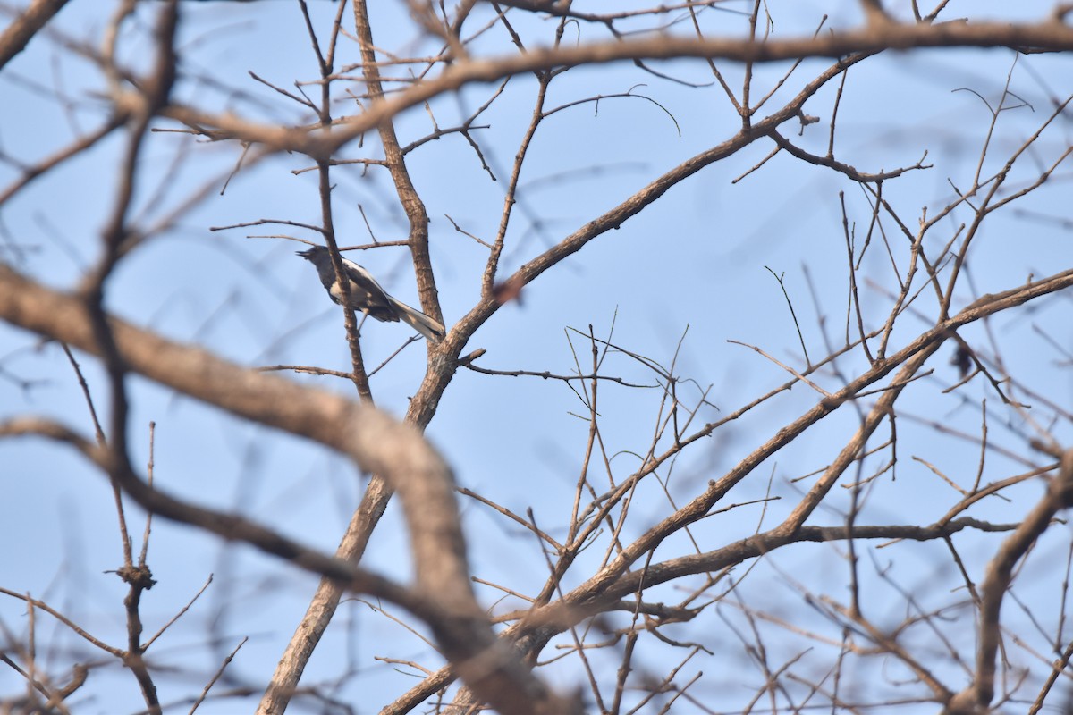 Oriental Magpie-Robin - Gokul Panigrahi