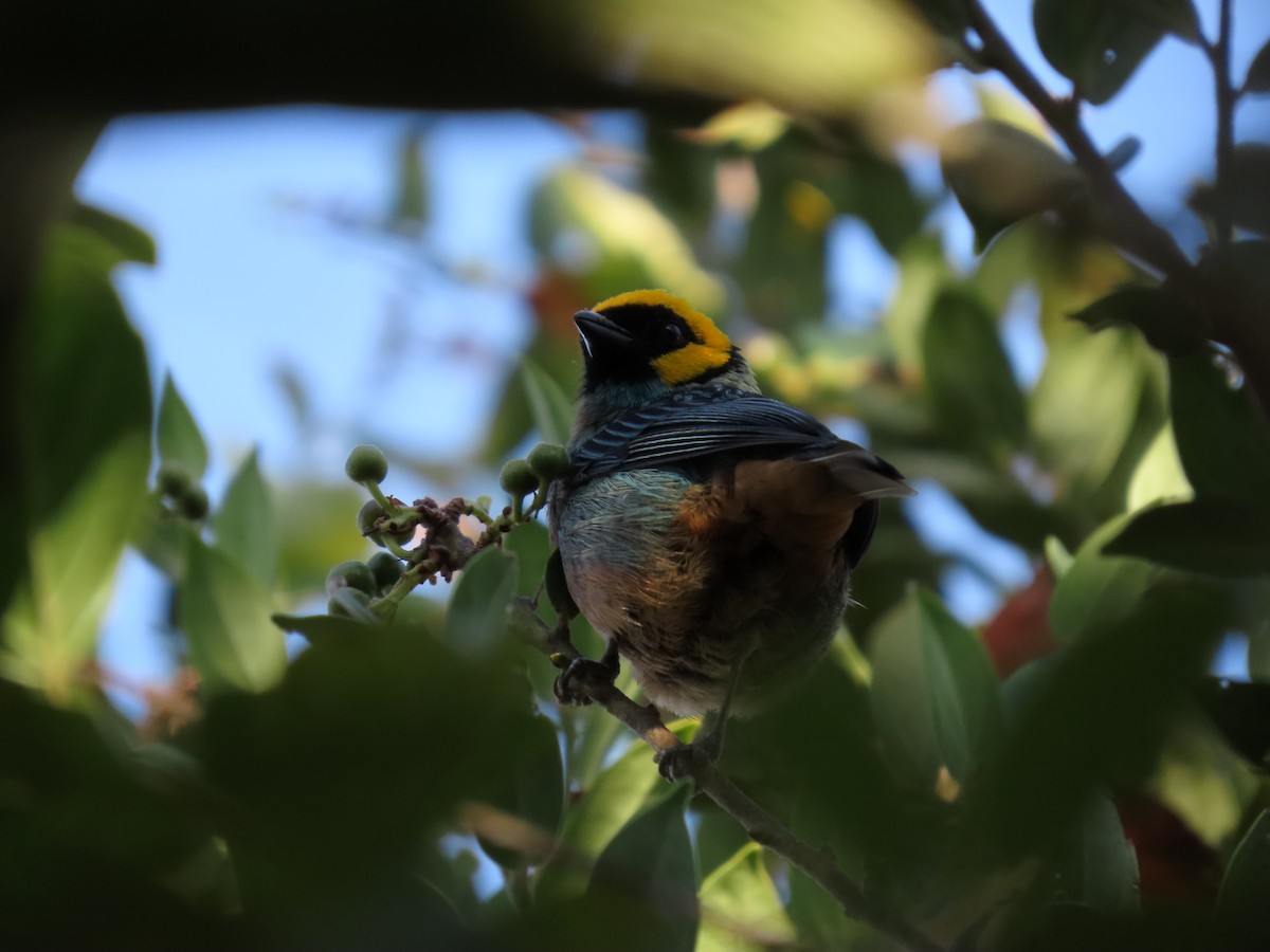 Saffron-crowned Tanager - ML618089644