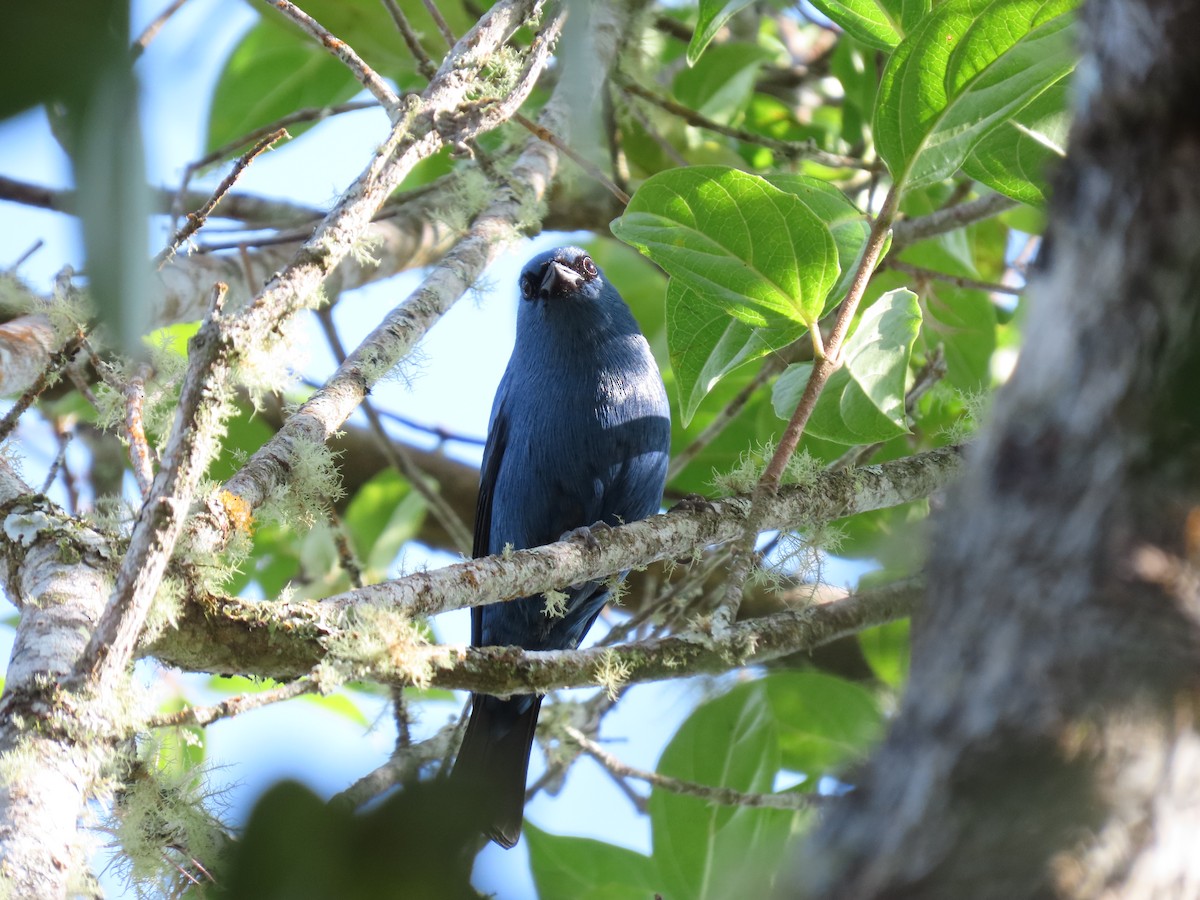 Blue-and-black Tanager - ML618089651
