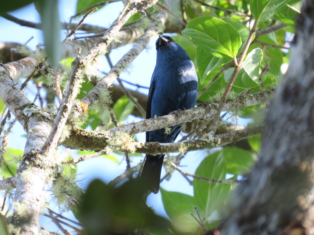 Blue-and-black Tanager - ML618089652