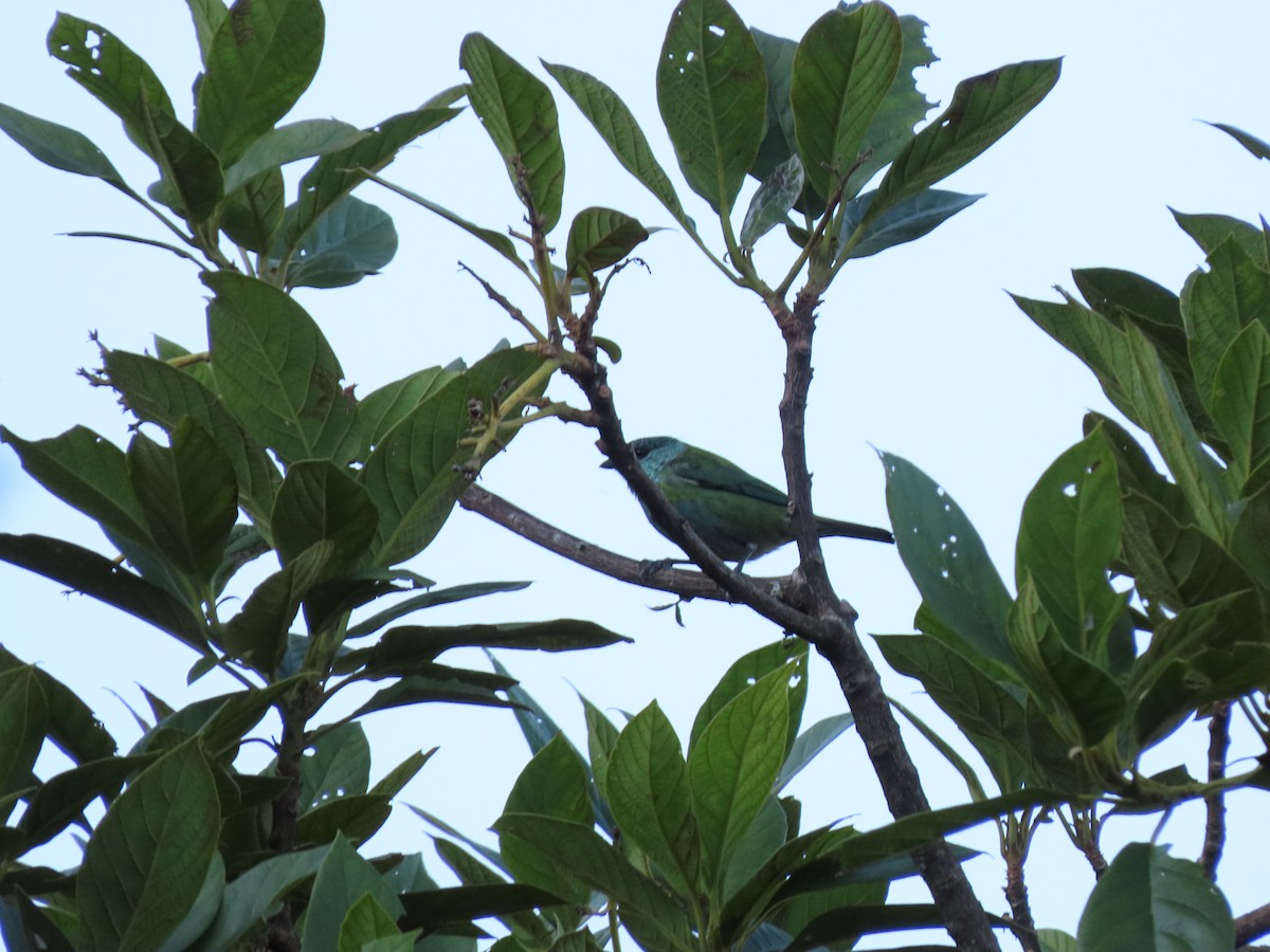Black-capped Tanager - ML618089669