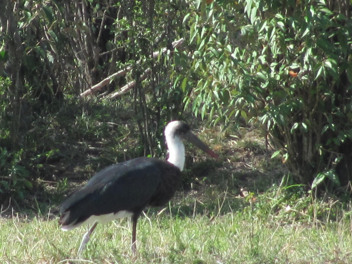 African Woolly-necked Stork - ML618089685