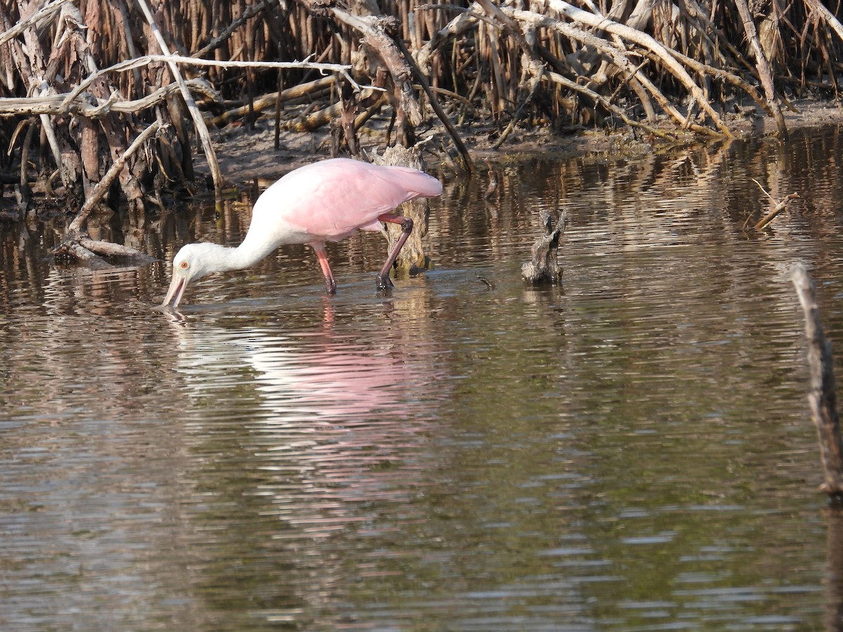 Roseate Spoonbill - Tracy Mosebey