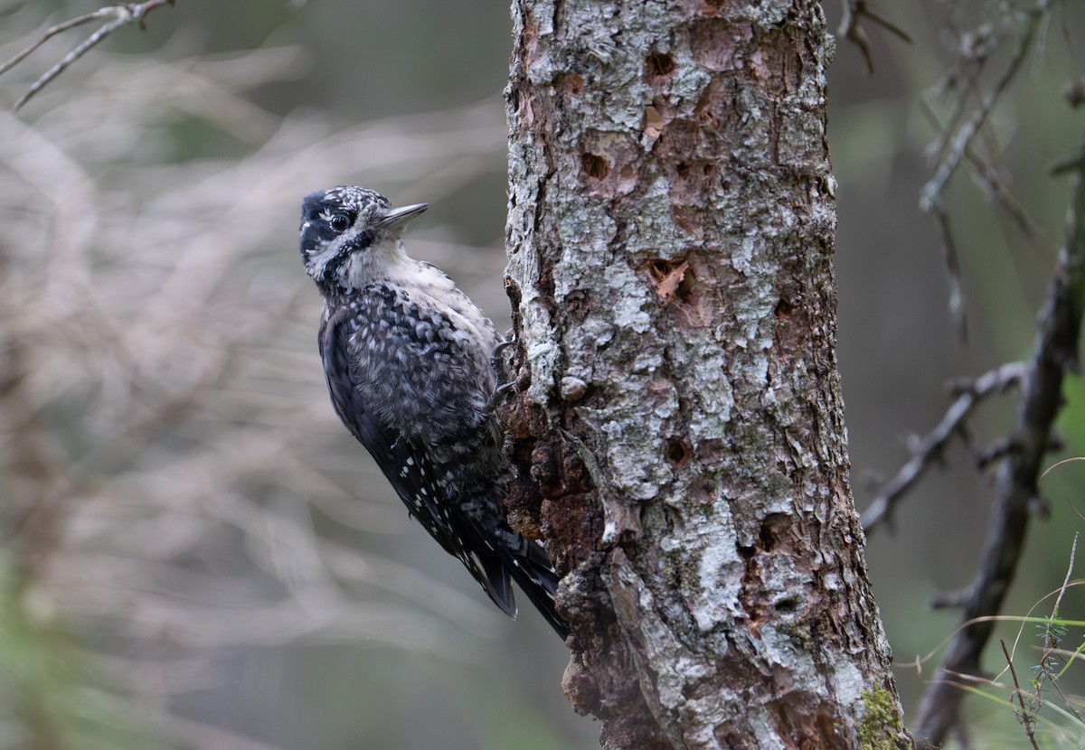Eurasian Three-toed Woodpecker - ML618089739