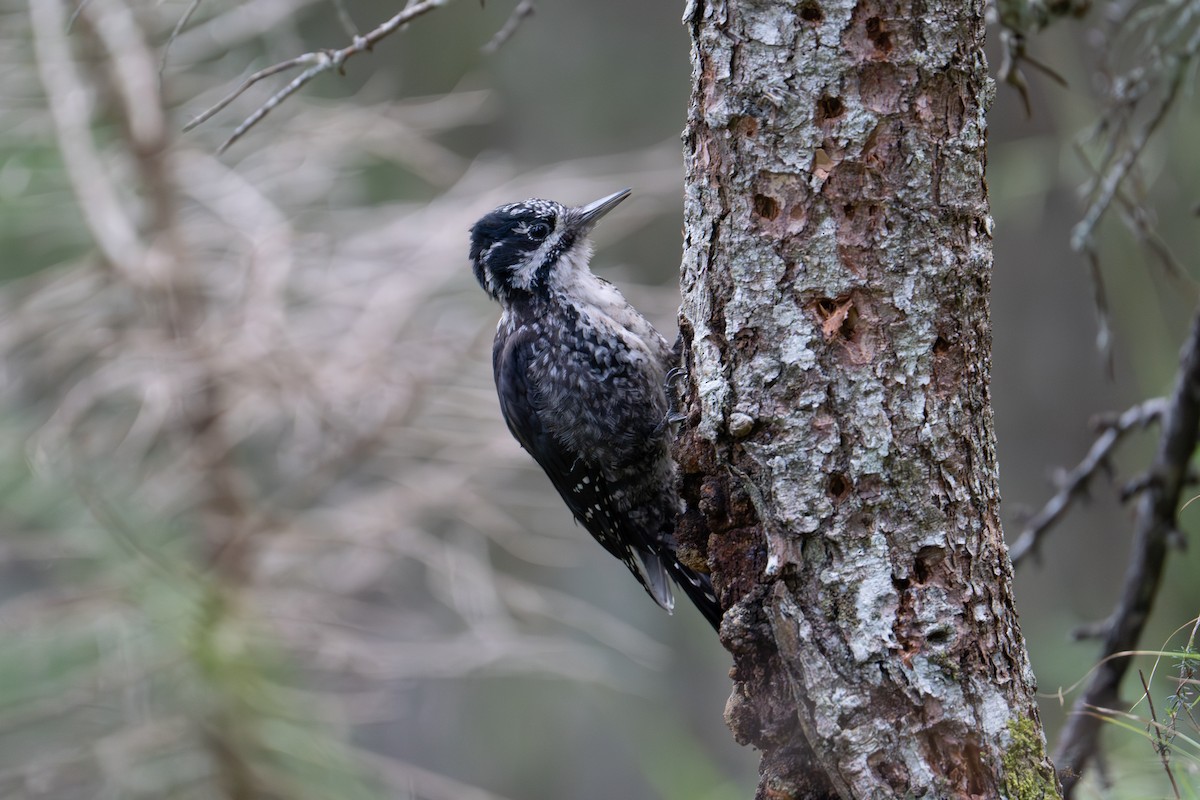 Eurasian Three-toed Woodpecker - ML618089740