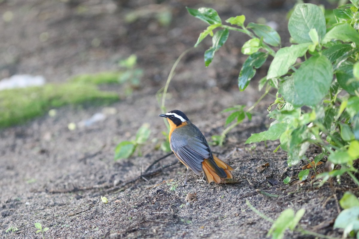 White-browed Robin-Chat - ML618089743
