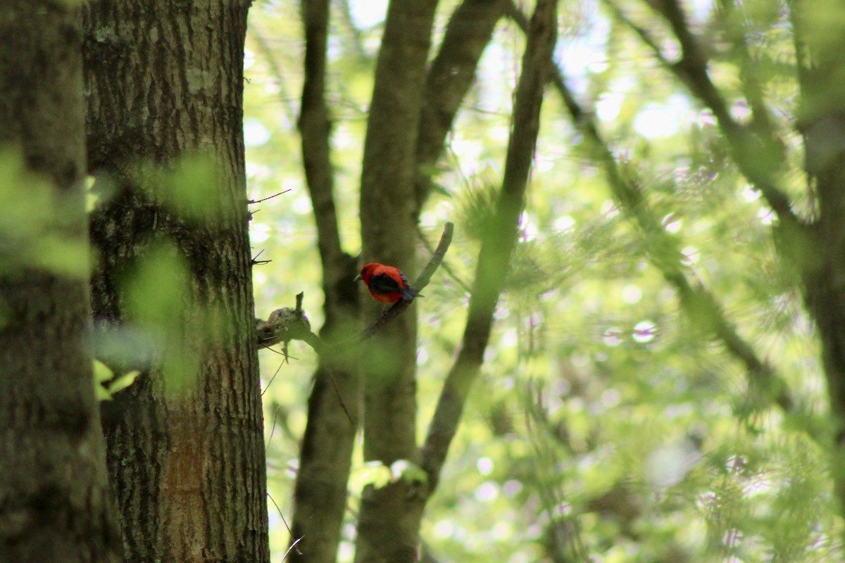 Scarlet Tanager - ML618089747