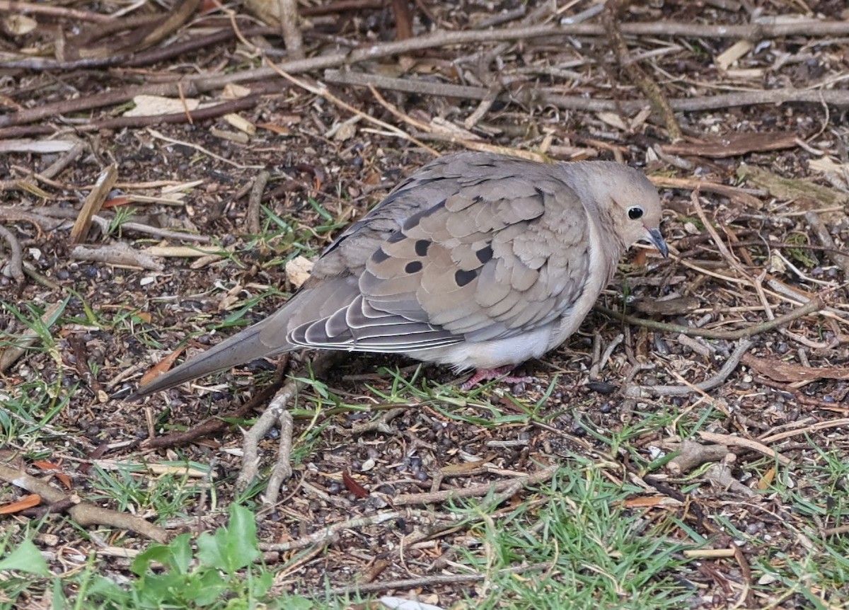Mourning Dove - Gerry Lebing