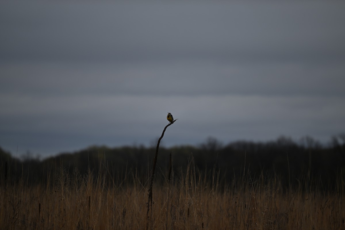Eastern Meadowlark - Andrew Longtin
