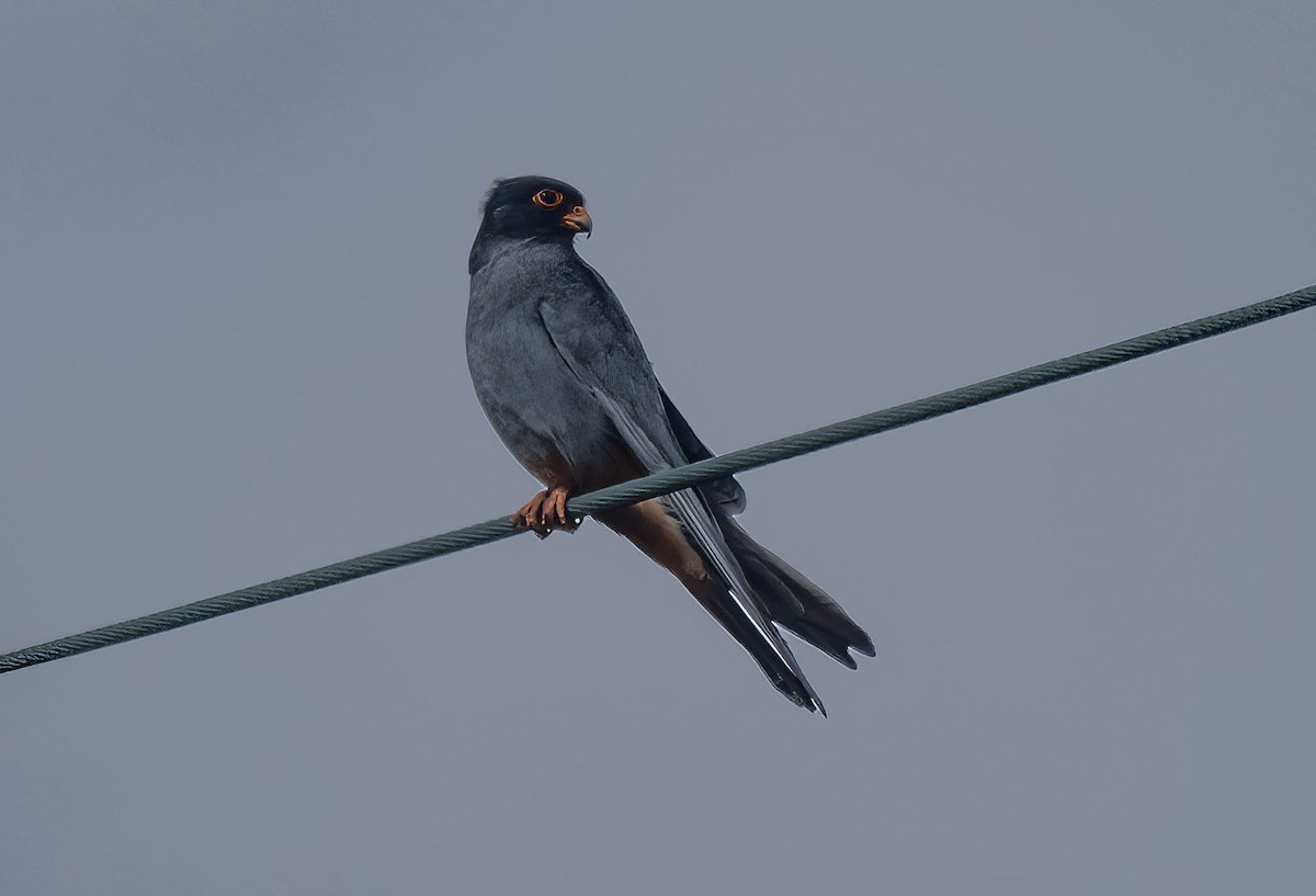 Red-footed Falcon - ML618089808