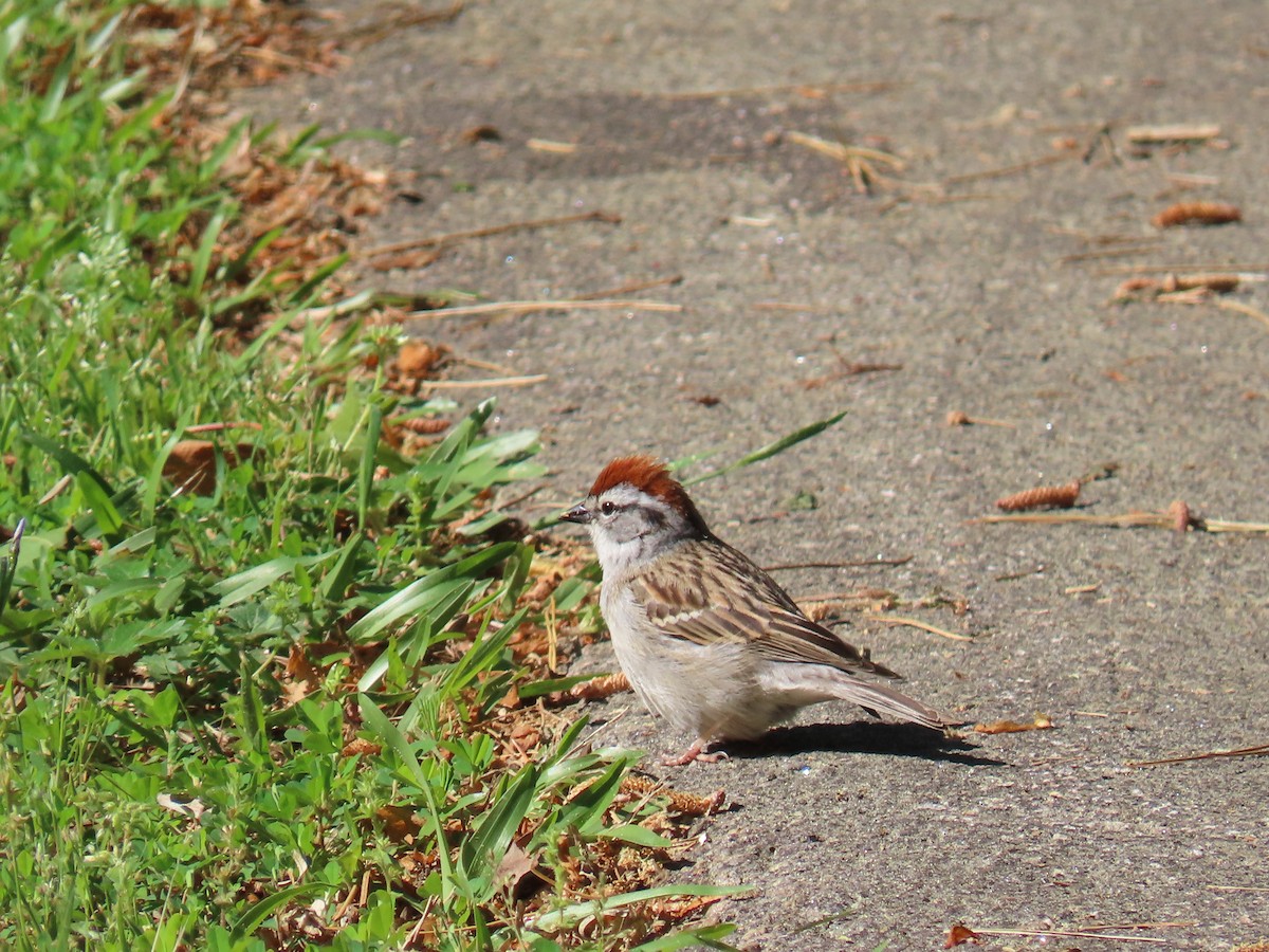 Chipping Sparrow - Linda Duncan
