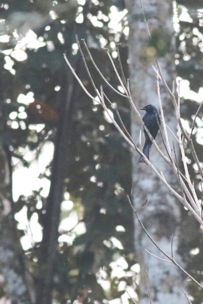 Greater Racket-tailed Drongo - ML618089840
