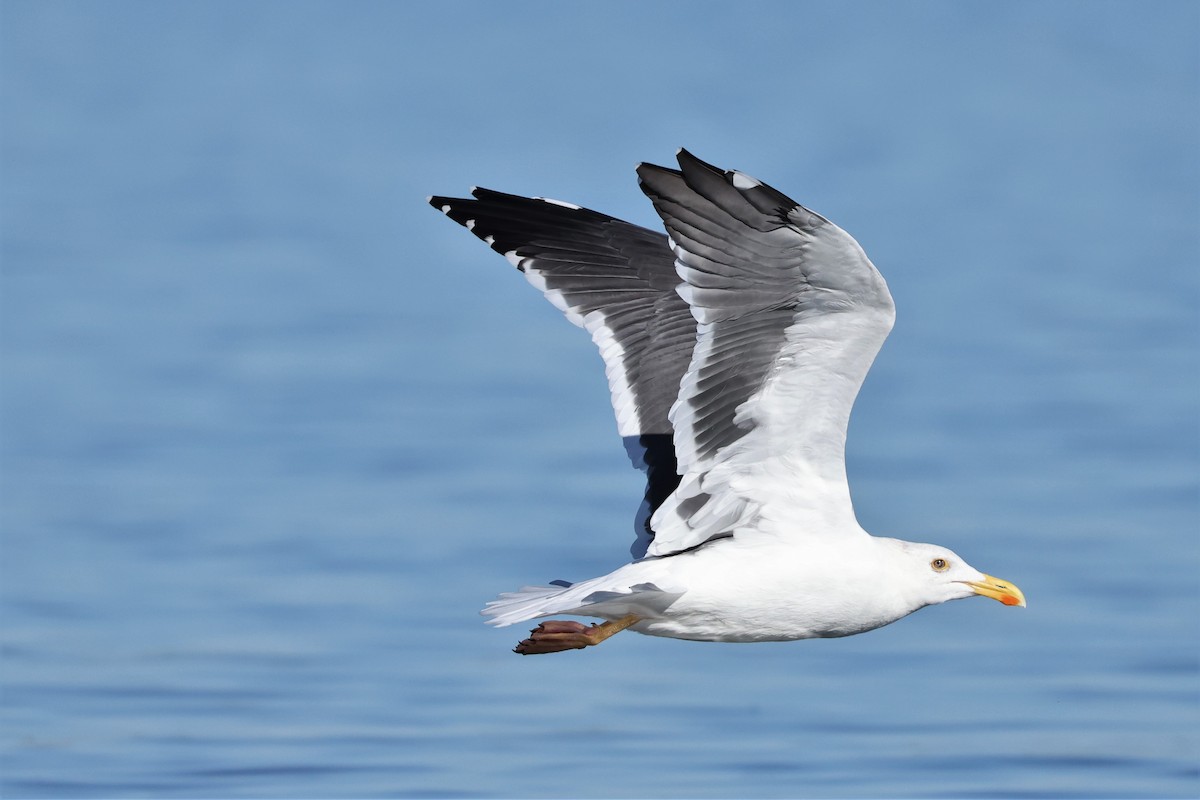 Yellow-footed Gull - Brian Gibbons