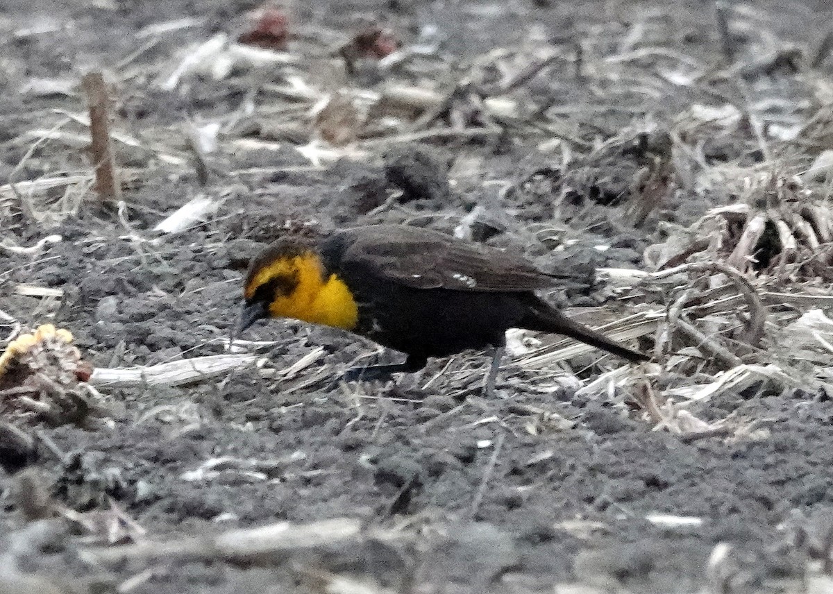 Yellow-headed Blackbird - ML618089864