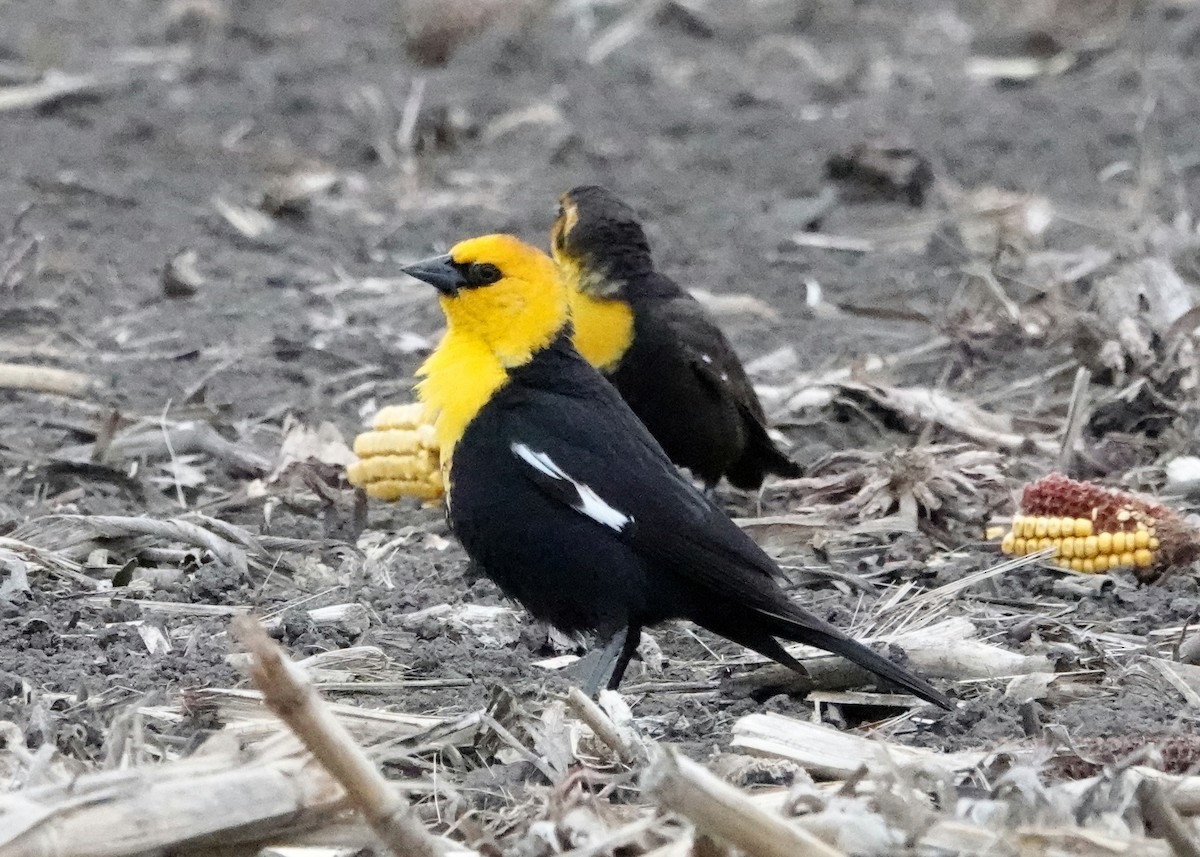 Yellow-headed Blackbird - ML618089865
