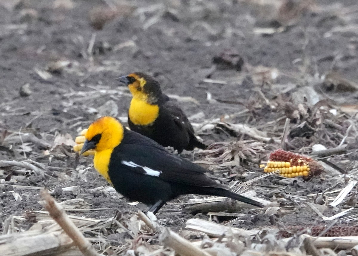 Yellow-headed Blackbird - jerry pruett