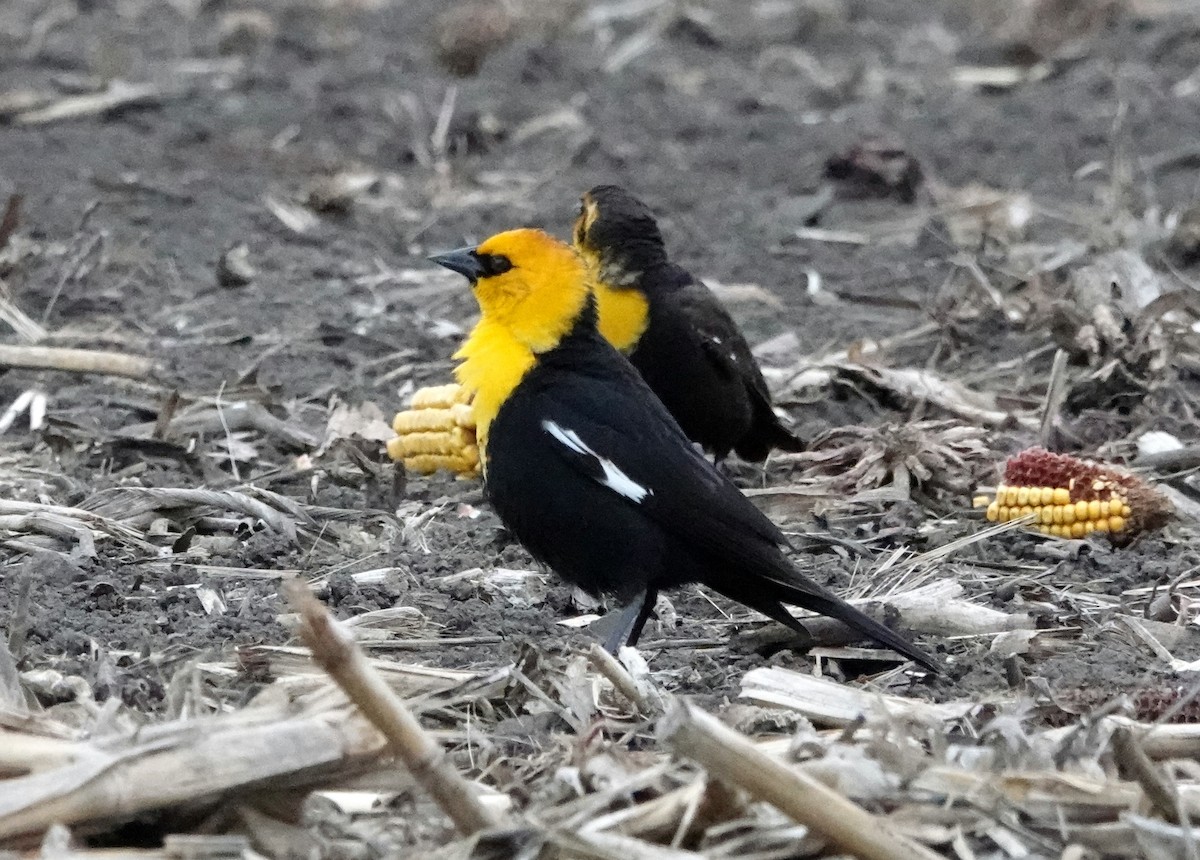 Yellow-headed Blackbird - jerry pruett