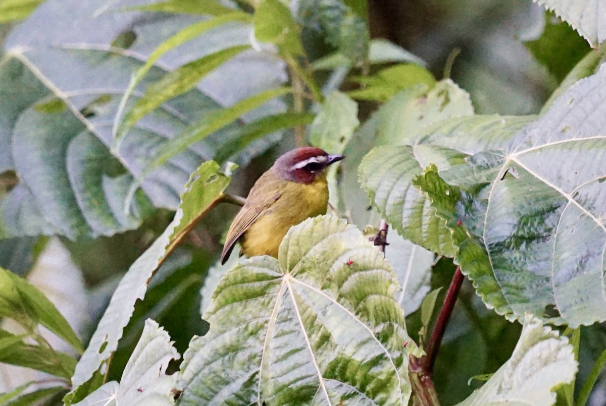 Chestnut-capped Warbler - Mike Hearell