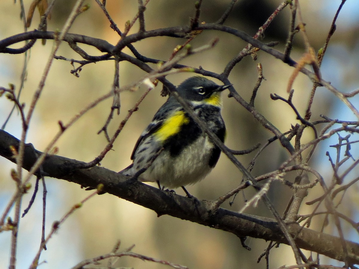Yellow-rumped Warbler (Myrtle x Audubon's) - ML618089878