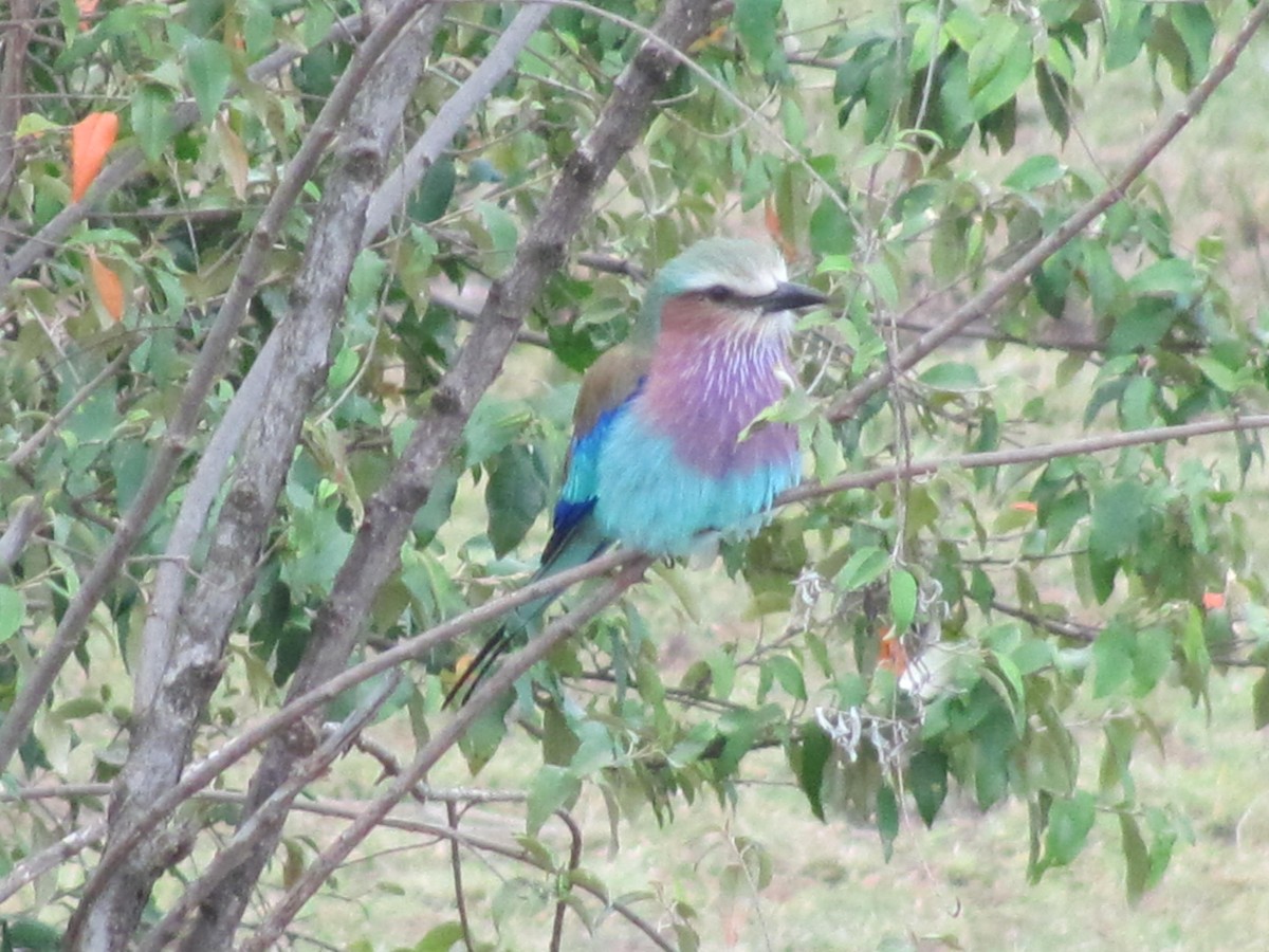 Lilac-breasted Roller - Marco Costa