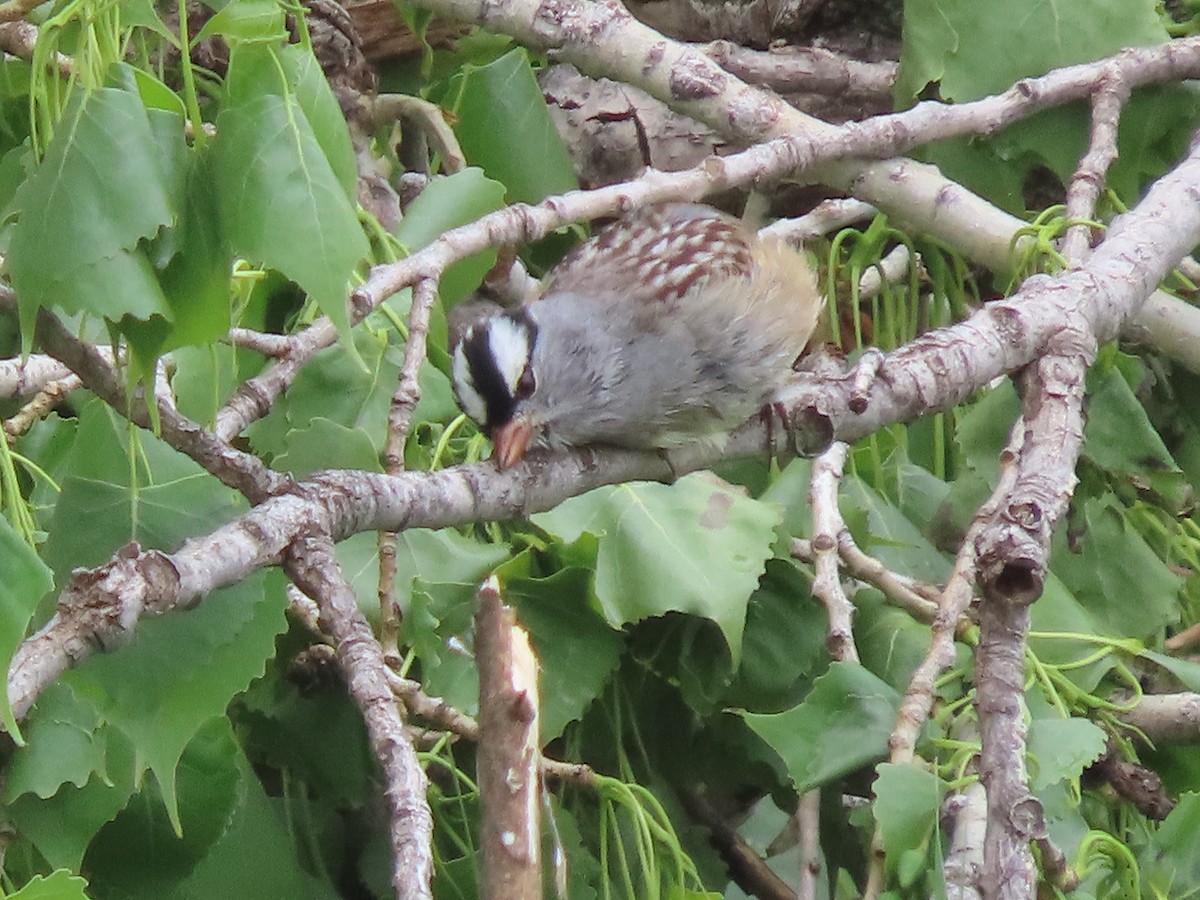 White-crowned Sparrow - ML618089909