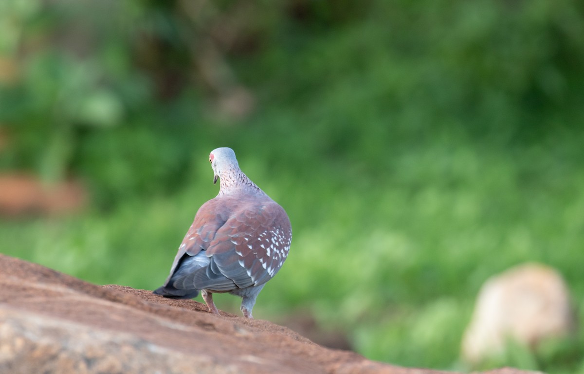 Speckled Pigeon - ML618089913