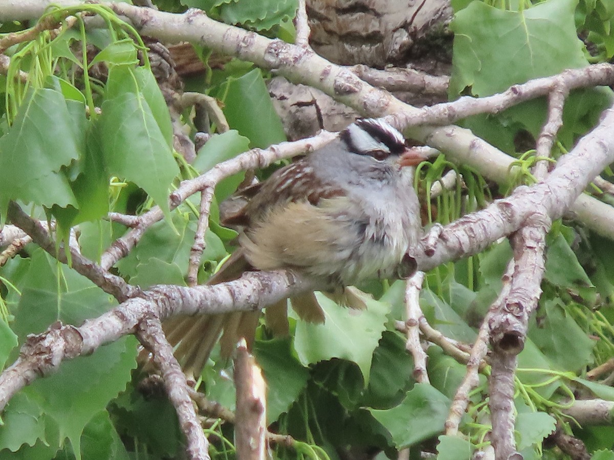 White-crowned Sparrow - Dick Zerger
