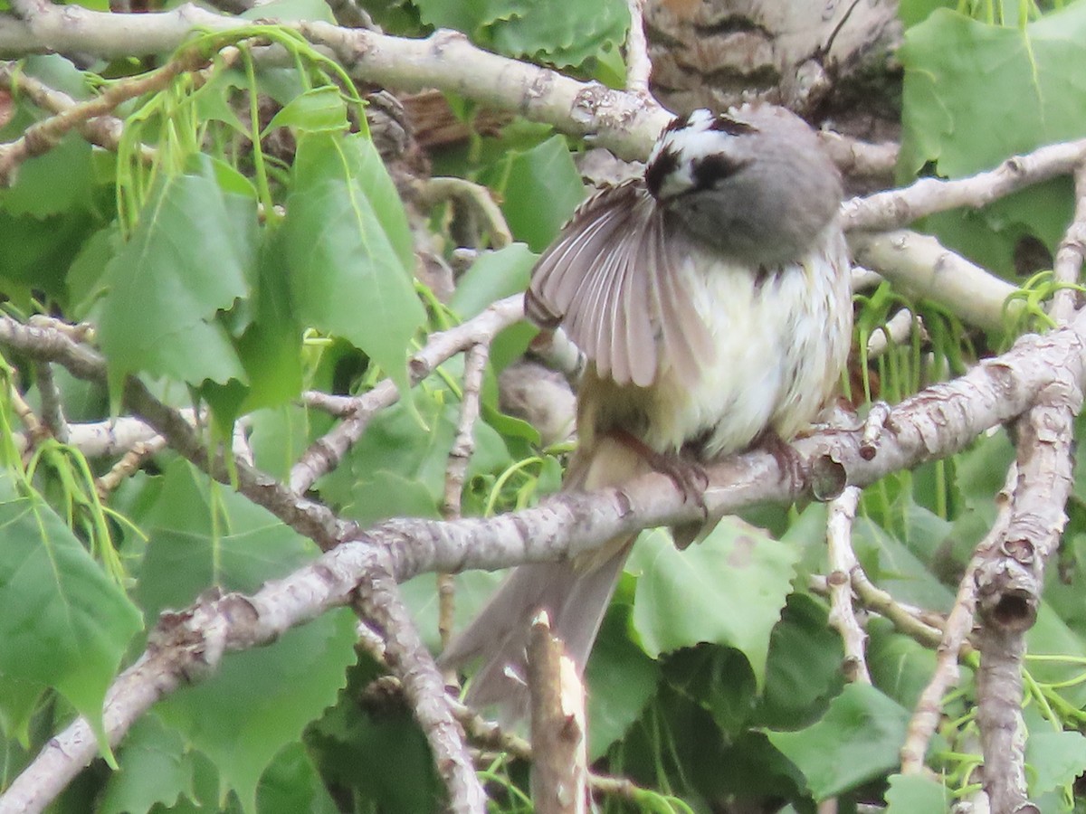 White-crowned Sparrow - ML618089954