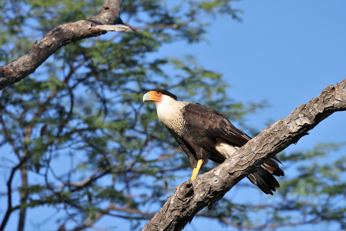 Crested Caracara (Northern) - Brian Gibbons