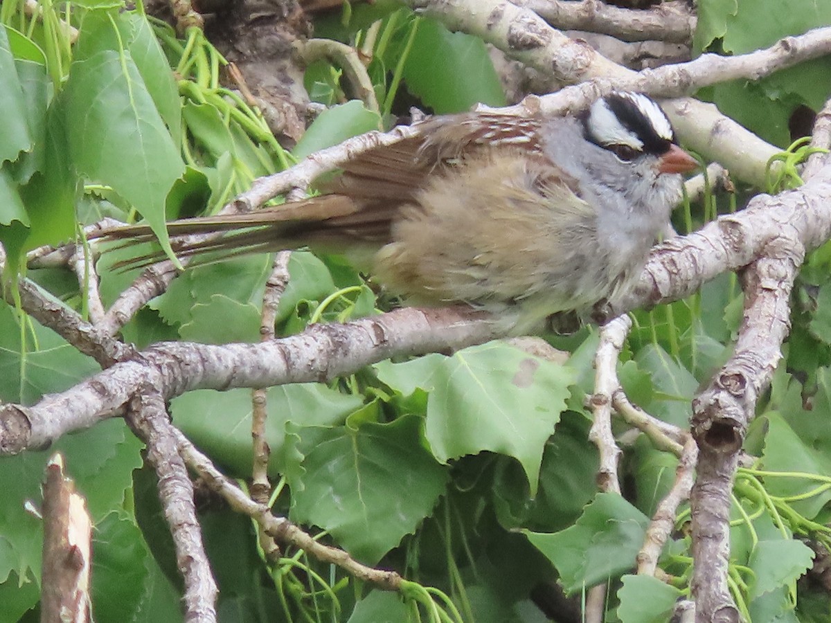 White-crowned Sparrow - Dick Zerger