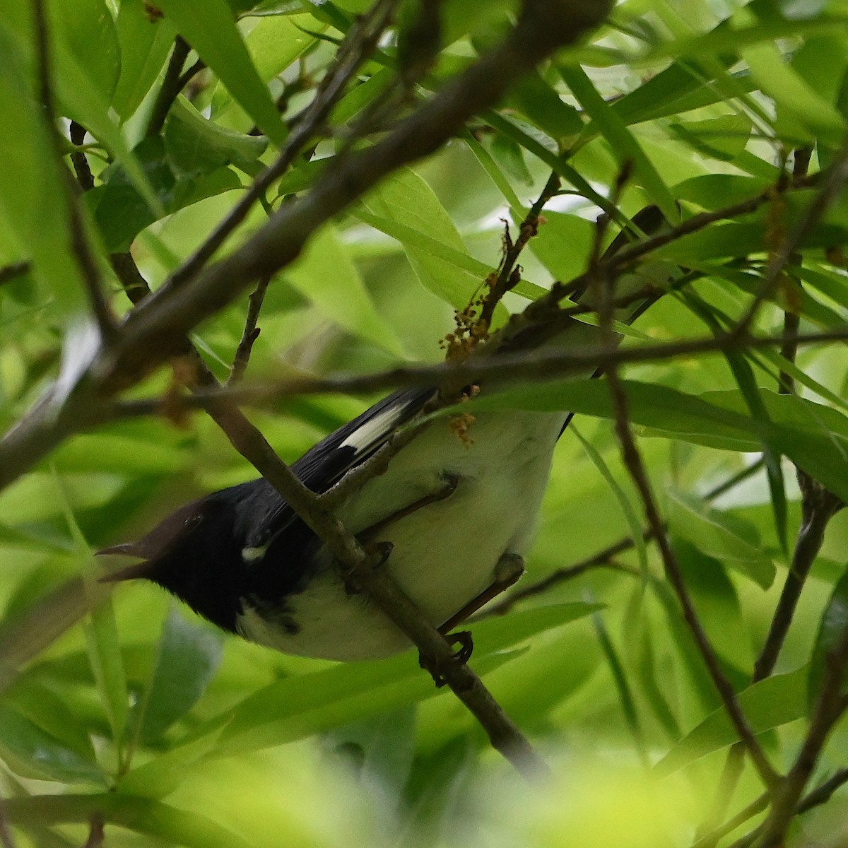 Black-throated Blue Warbler - Chad Ludwig