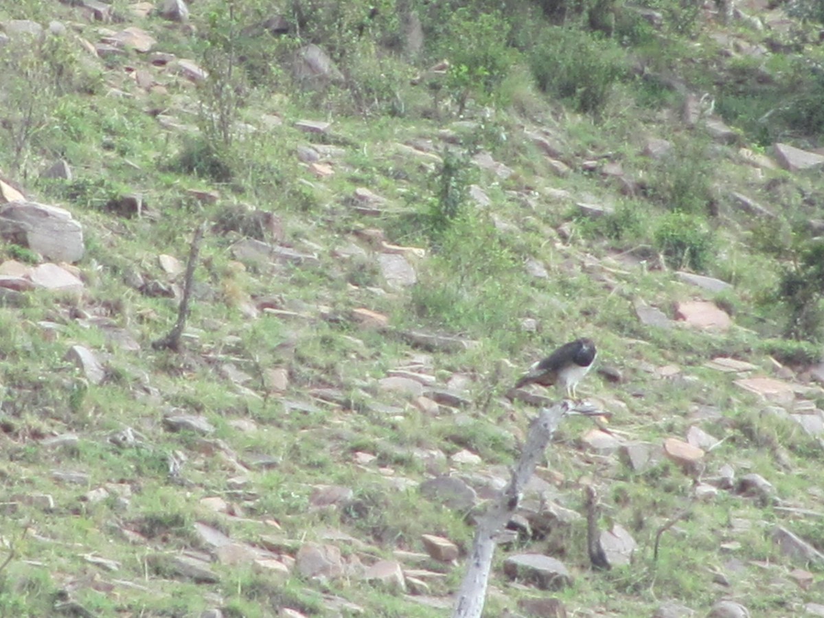 Black-chested Snake-Eagle - ML618089989