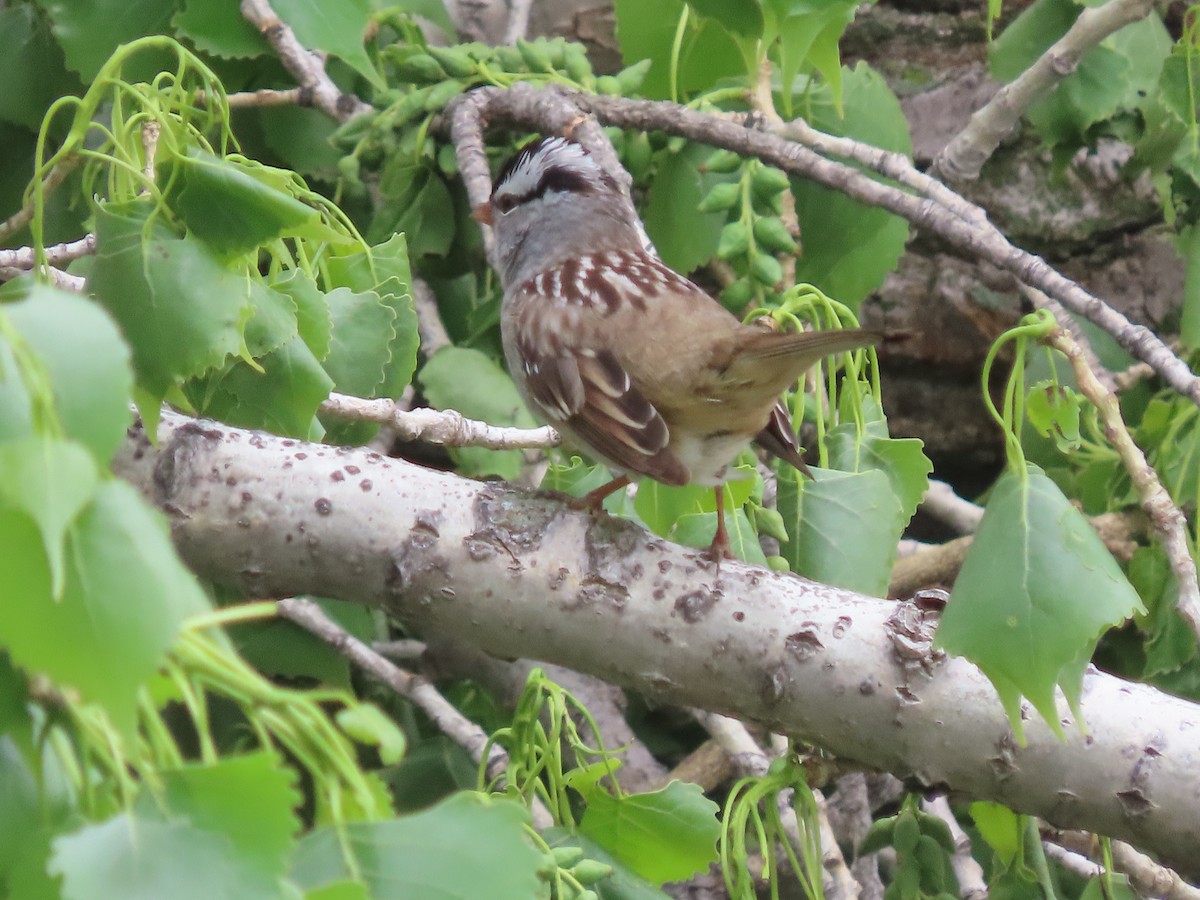 White-crowned Sparrow - ML618089999