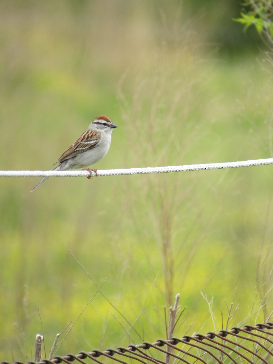 Chipping Sparrow - Timothy Blanchard