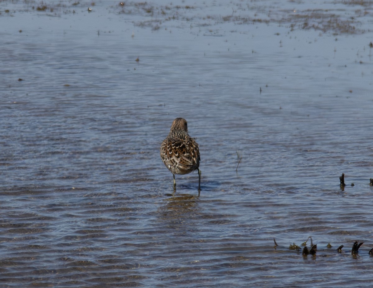 Long-billed Dowitcher - ML618090033