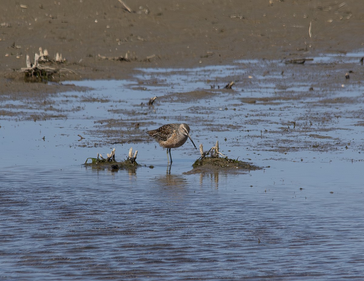 Long-billed Dowitcher - Andrew Wood