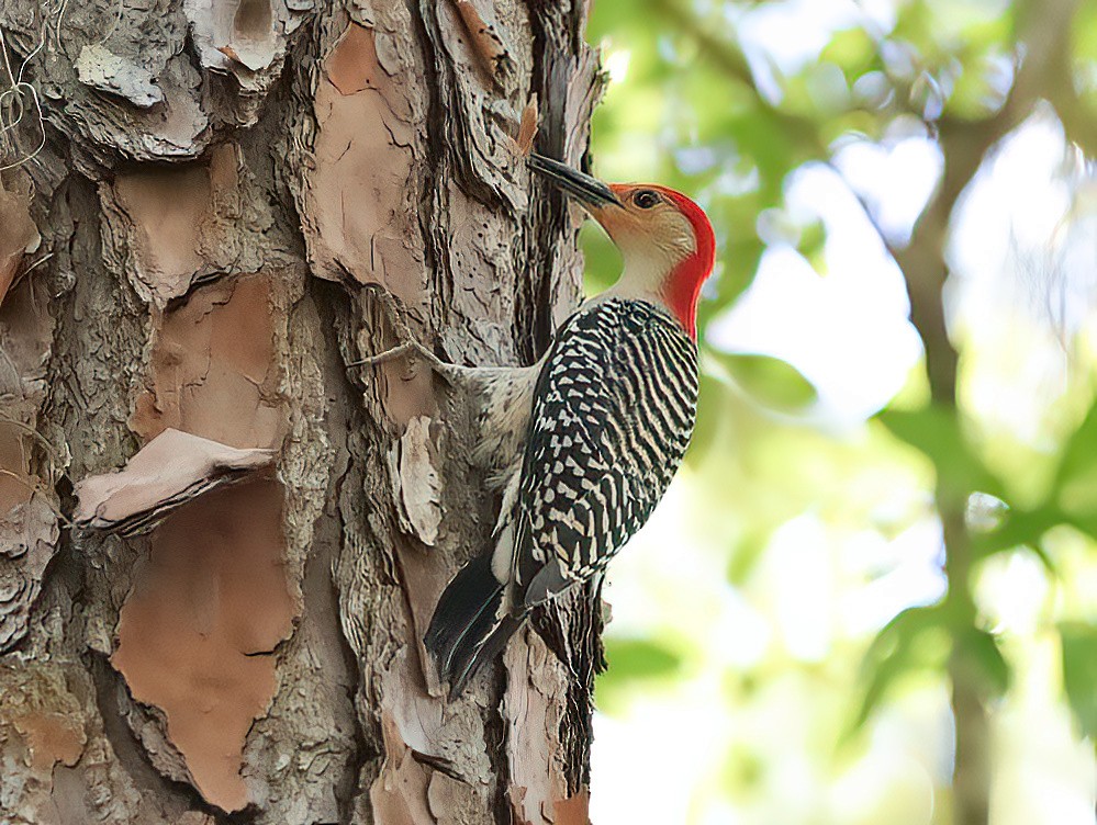 Red-bellied Woodpecker - Lori Hein