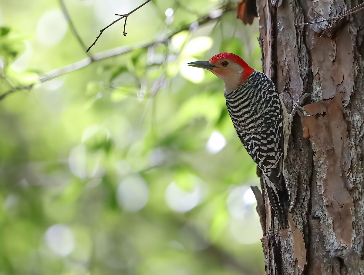 Red-bellied Woodpecker - ML618090041