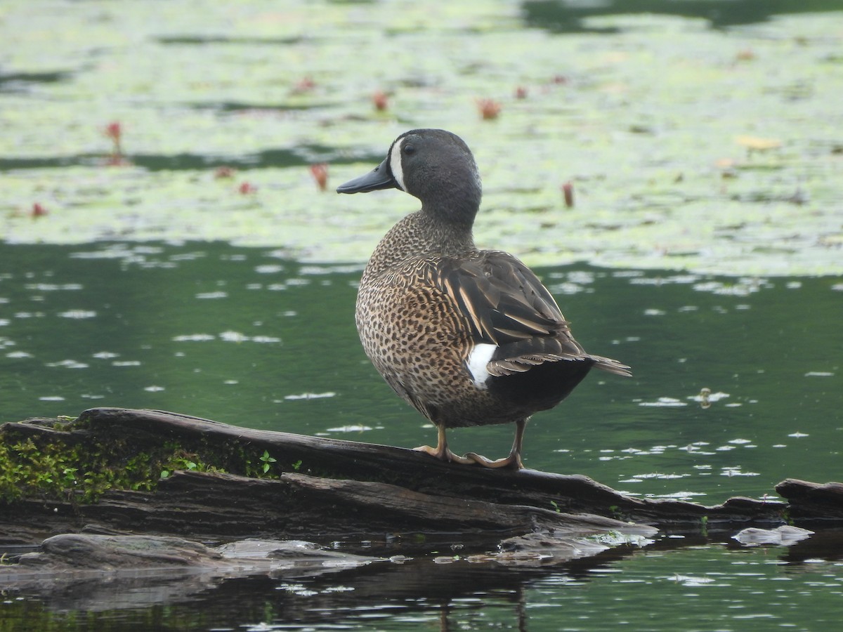 Blue-winged Teal - ML618090061