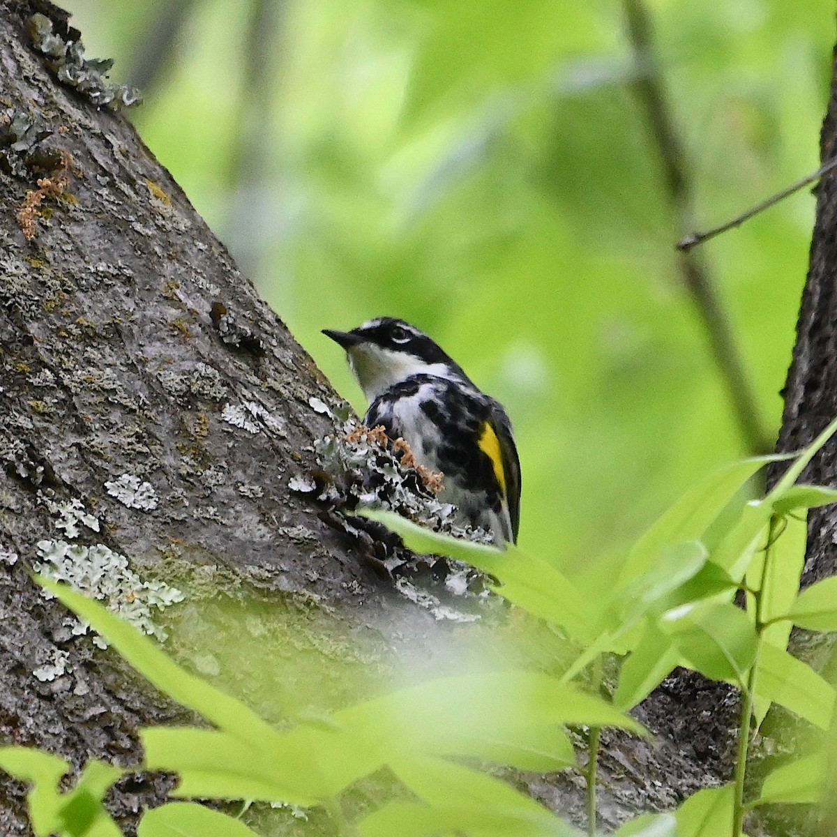 Yellow-rumped Warbler - Chad Ludwig