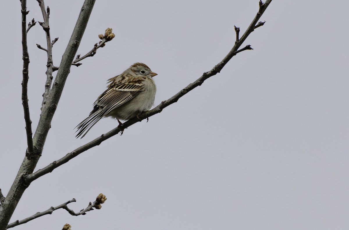 Field Sparrow - ML618090071