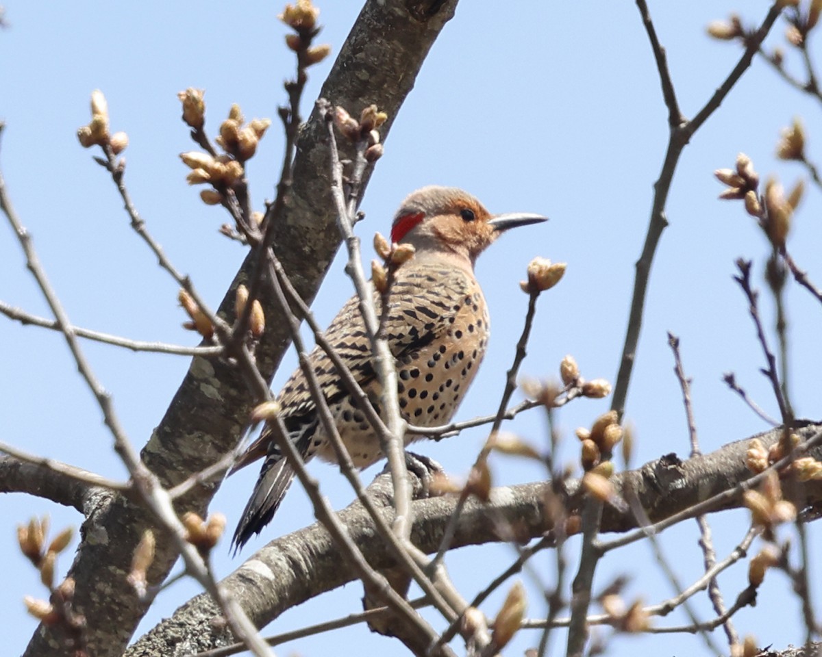 Northern Flicker (Yellow-shafted) - ML618090074