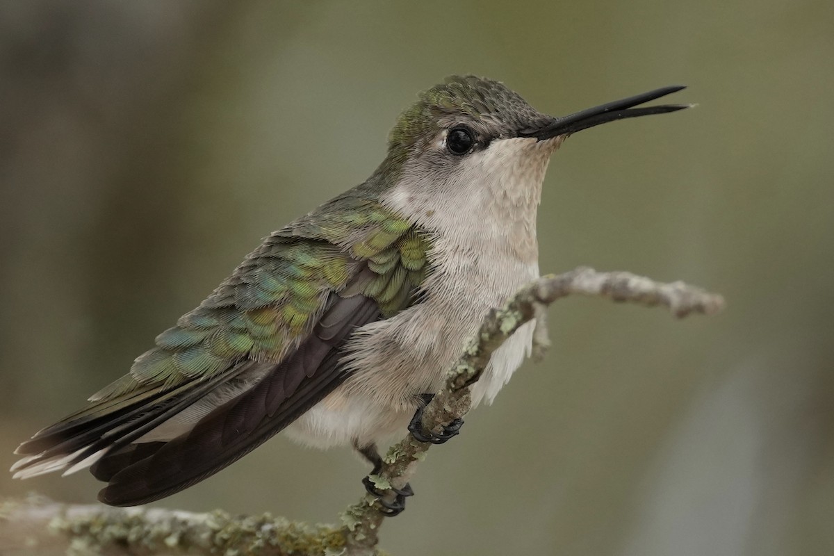 Black-chinned Hummingbird - ML618090101