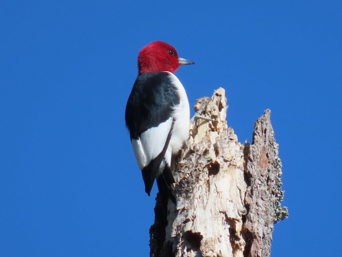 Red-headed Woodpecker - Linda Duncan