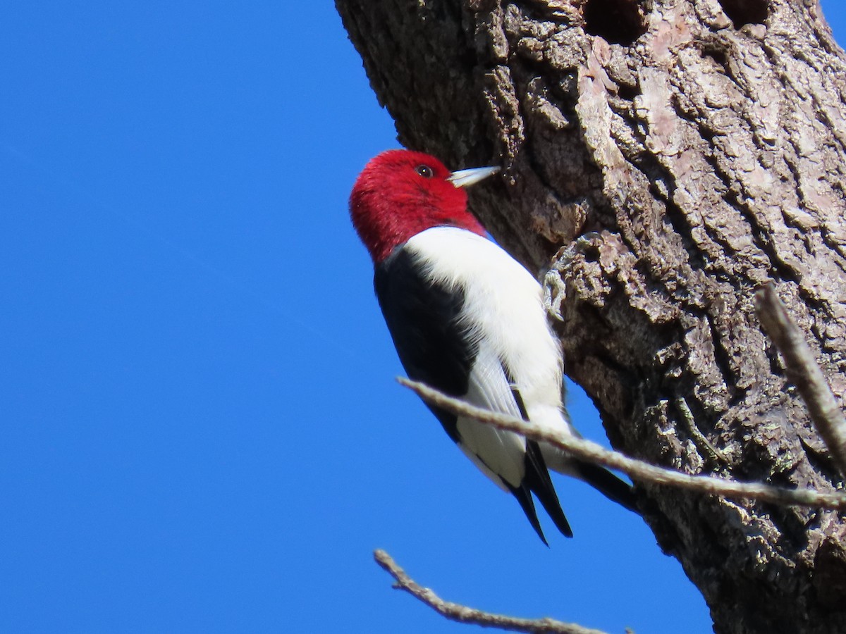 Red-headed Woodpecker - Linda Duncan