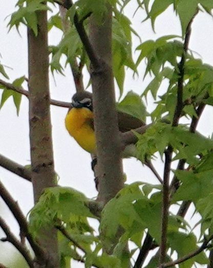Yellow-breasted Chat - ML618090152