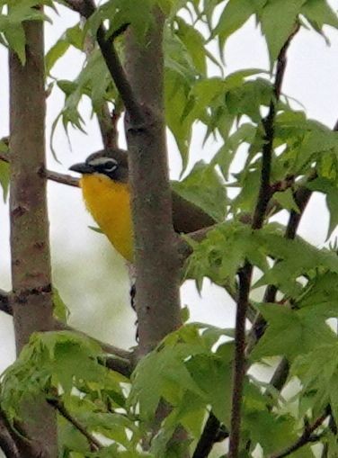 Yellow-breasted Chat - ML618090153