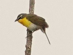 Yellow-breasted Chat - ML618090154