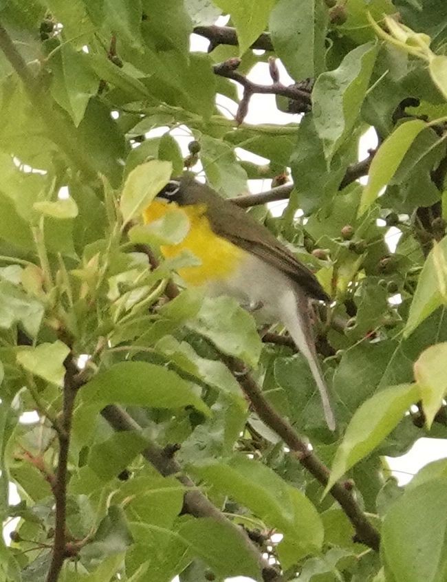 Yellow-breasted Chat - Karen Cyr
